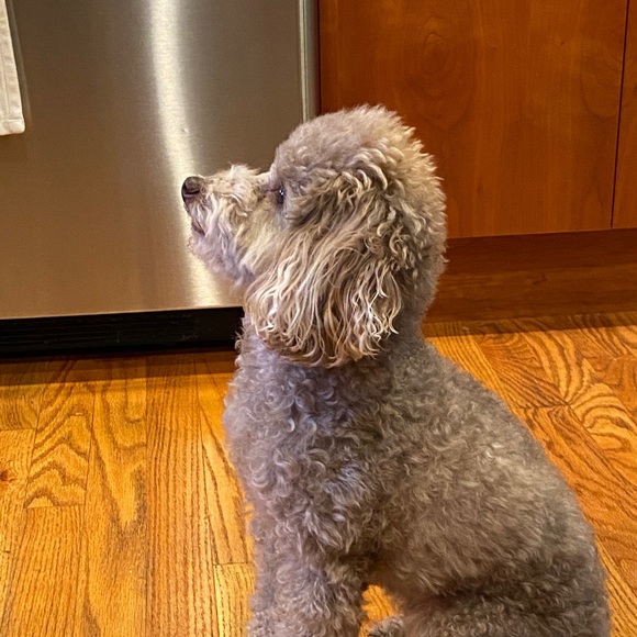 Meet your Posher, Aaron - Picture 1 of 1